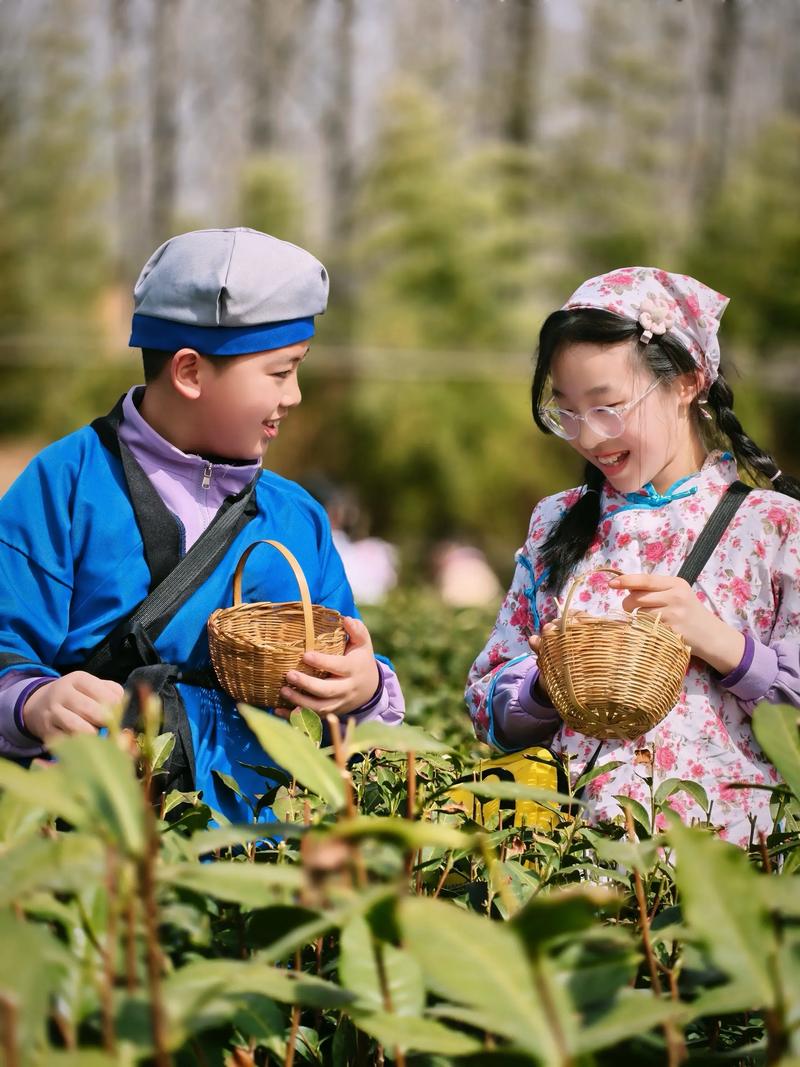 探索茶文化的博物馆之旅